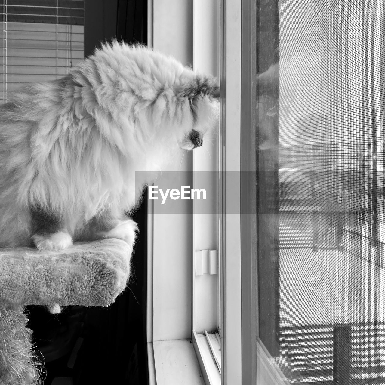 Cat looking through window at home