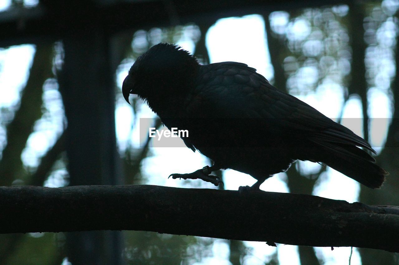 Low angle view of silhouette bird perching on branch