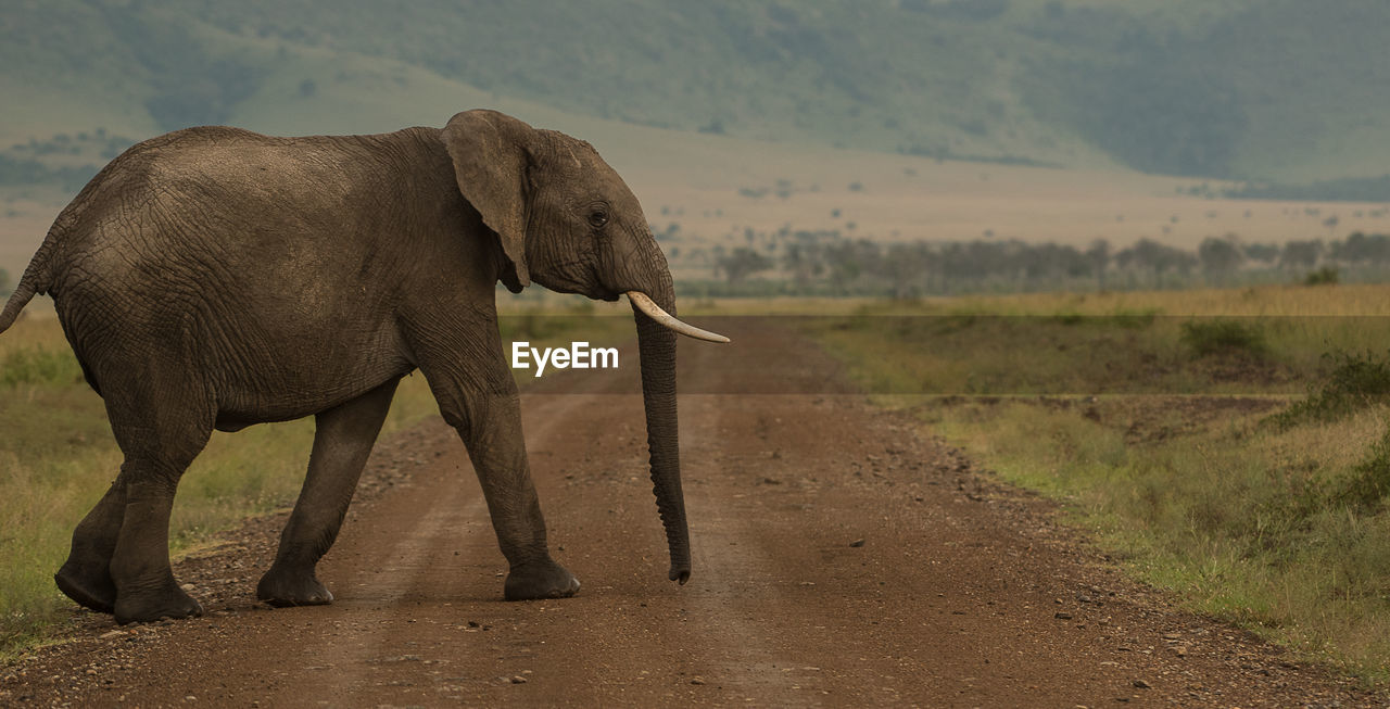 A young elephant calf crossing the road in masai mara