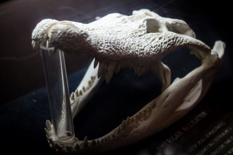 Close-up of animal skull in zoo