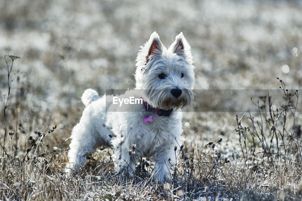 West highland white terrier on field