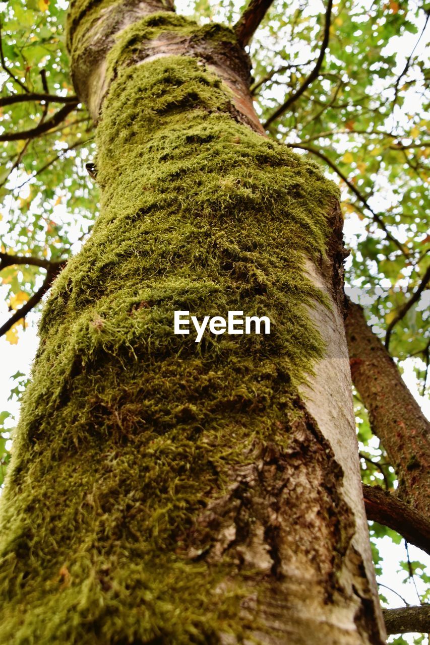 DIRECTLY BELOW SHOT OF TREE TRUNK