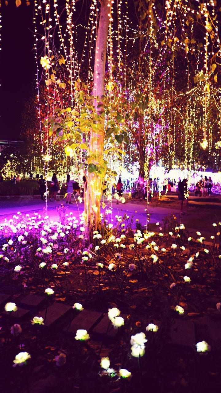 CLOSE-UP OF FLOWER TREE AT NIGHT