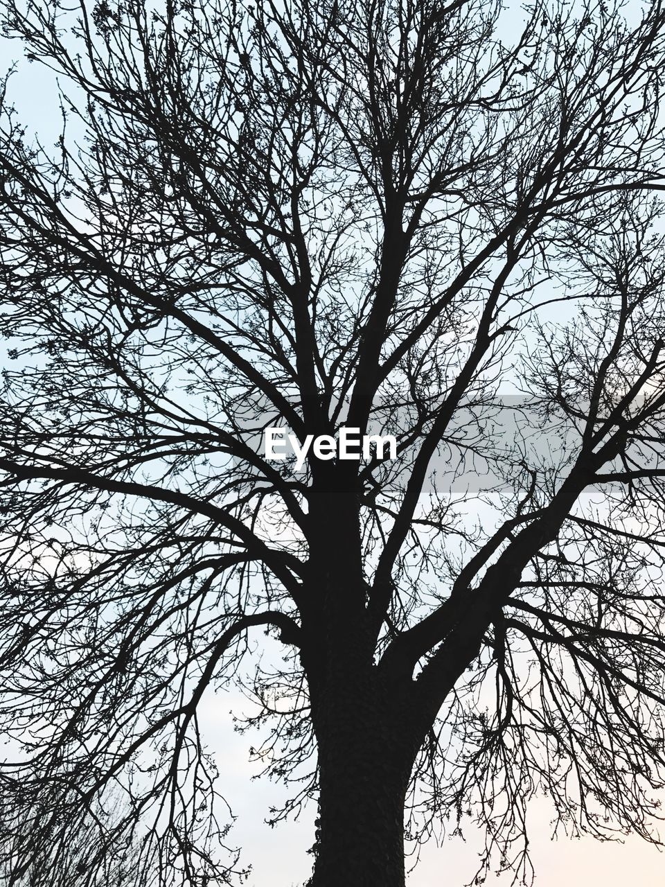 LOW ANGLE VIEW OF TREE AGAINST SKY IN FOREST