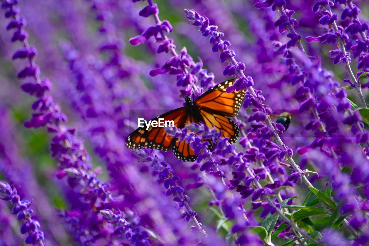 Close-up of butterfly pollinating on purple flower