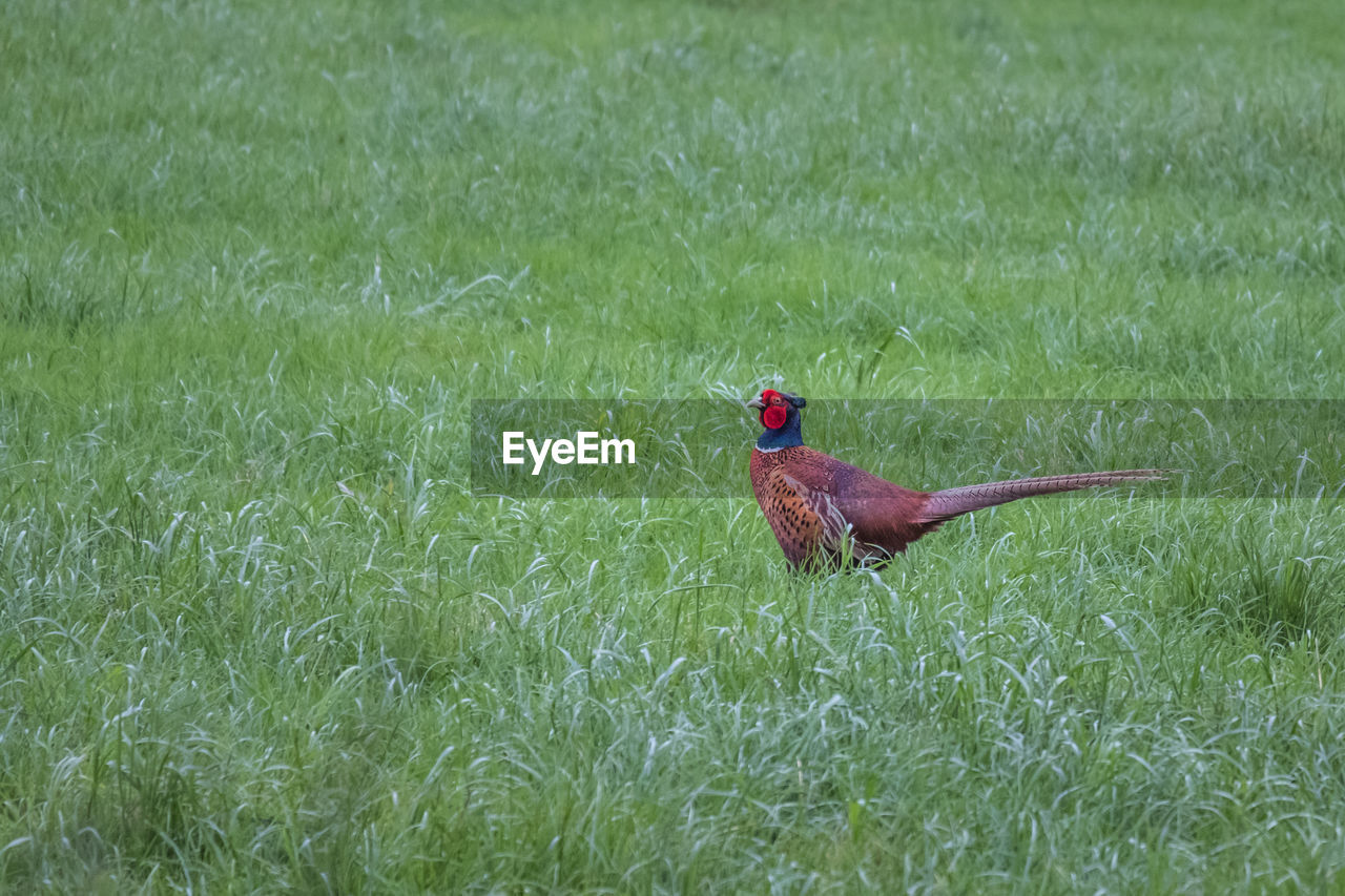 animal themes, animal, grass, prairie, bird, plant, green, one animal, pheasant, grassland, nature, lawn, field, wildlife, animal wildlife, no people, day, land, meadow, growth, beauty in nature, outdoors, domestic animals