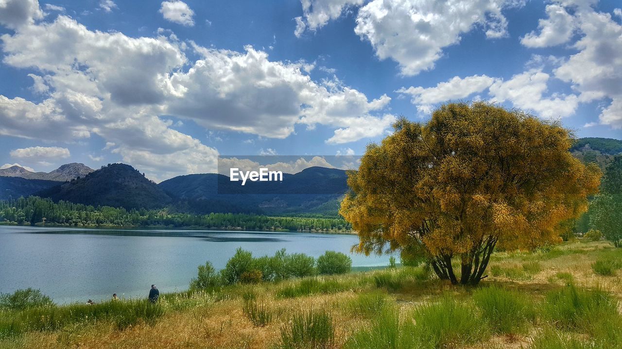 Tree by lake against sky