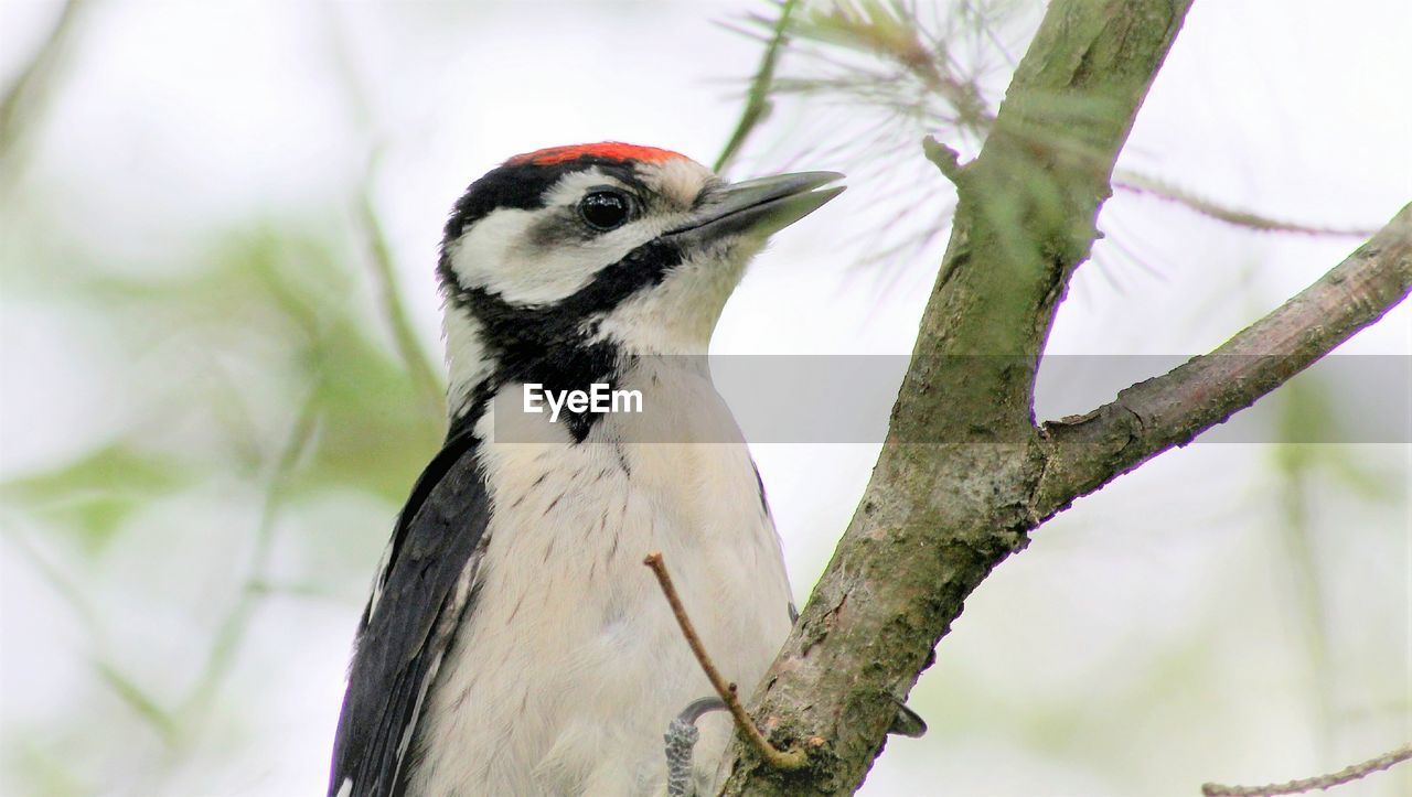 CLOSE-UP OF SPARROW PERCHING ON BRANCH