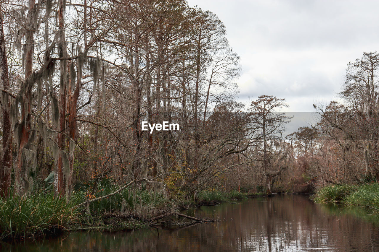 BARE TREES BY LAKE AGAINST SKY