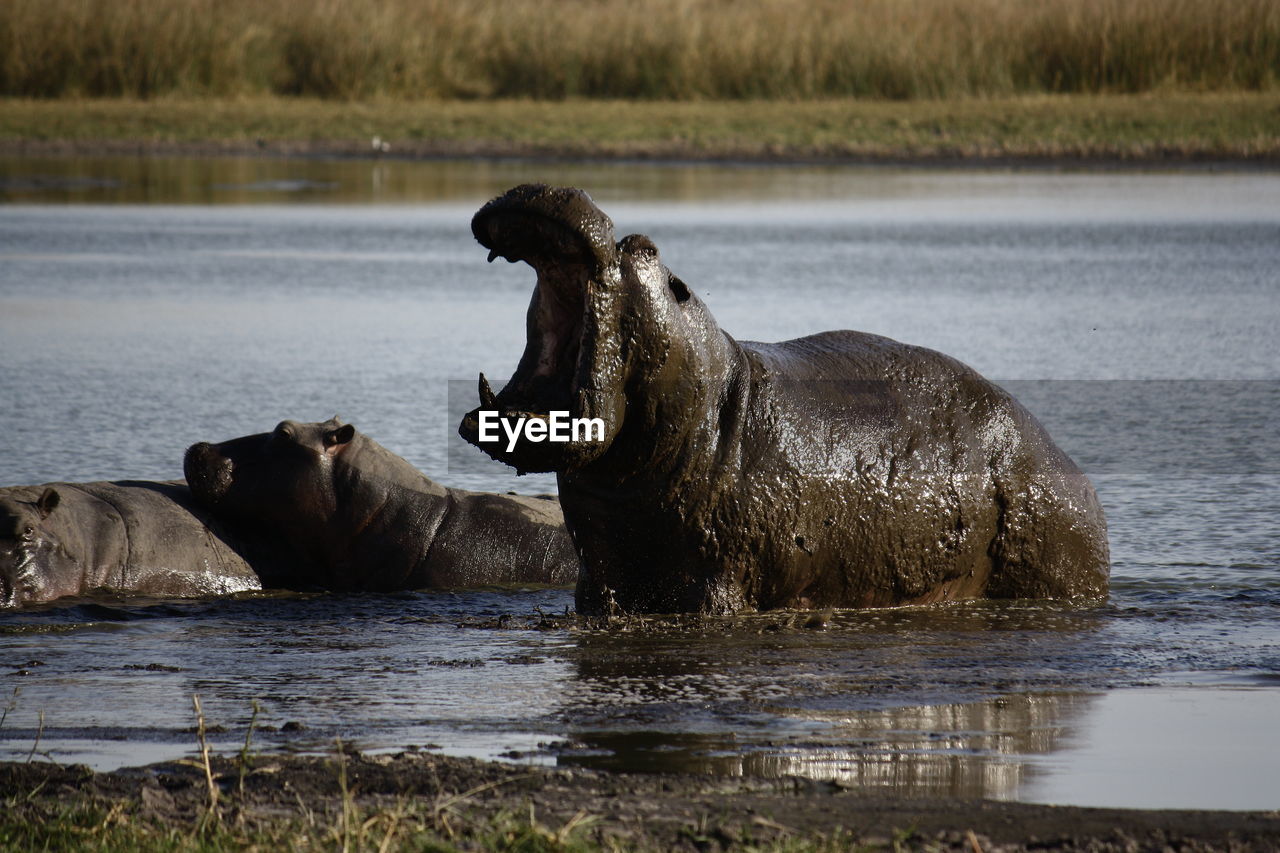 Hippopotamuses in lake