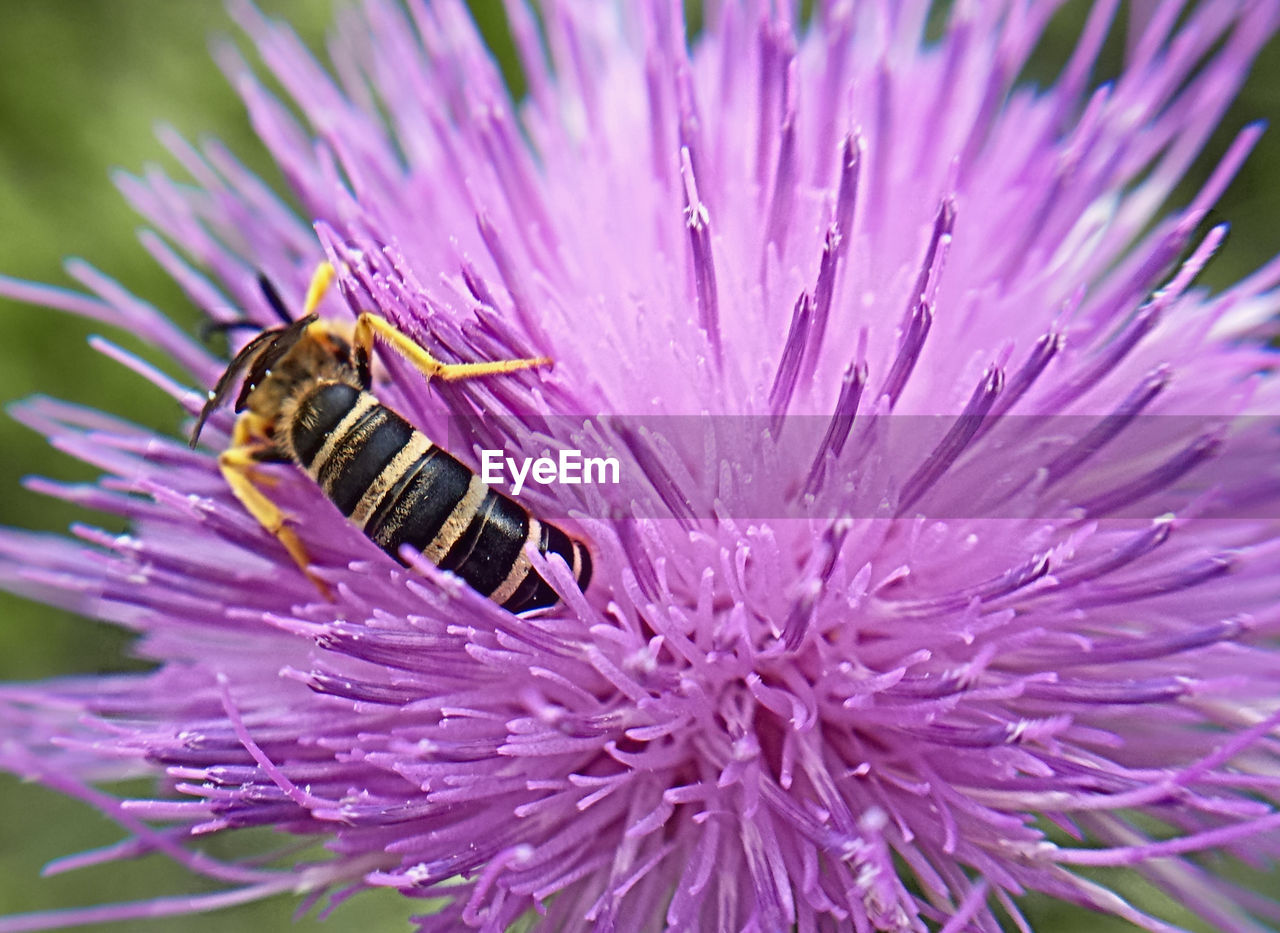 Close-up of bee on purple flower