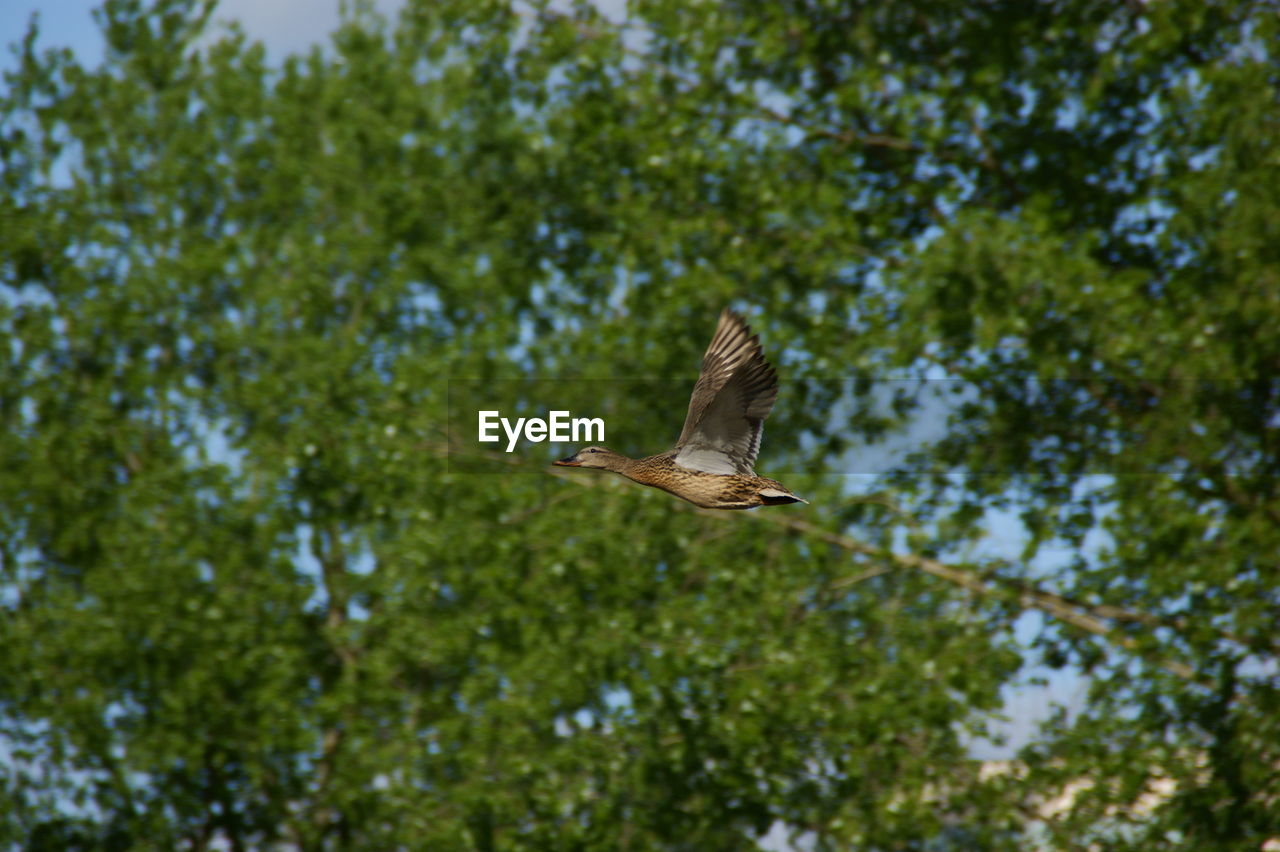 LOW ANGLE VIEW OF BIRD FLYING IN A TREE