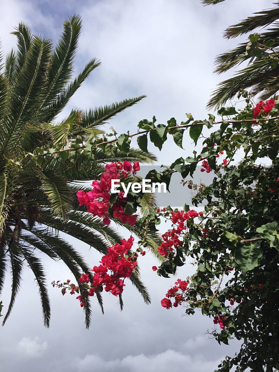 Low angle view of pink bougainvilleas and palm trees against cloudy sky