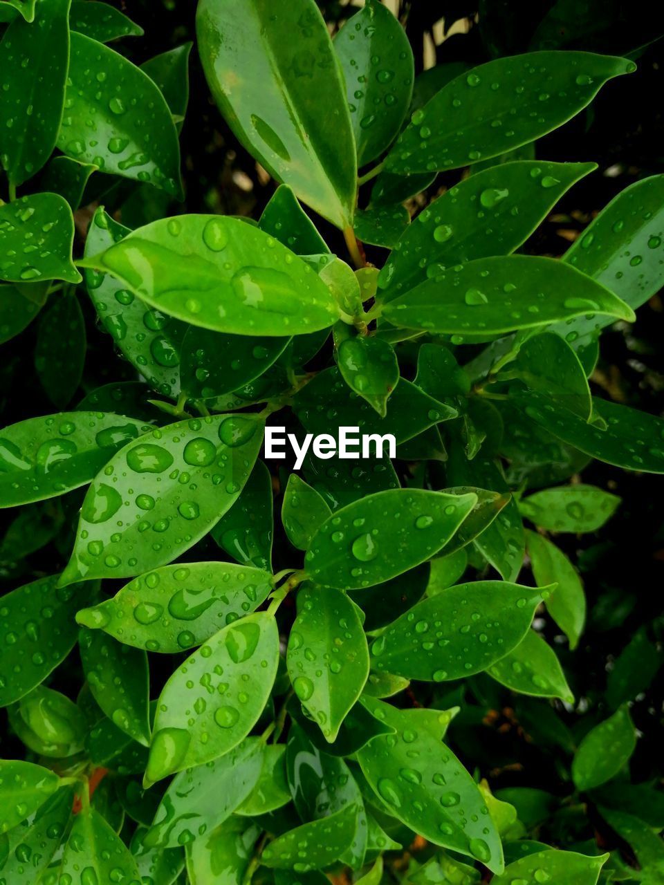 Full frame shot of wet leaves