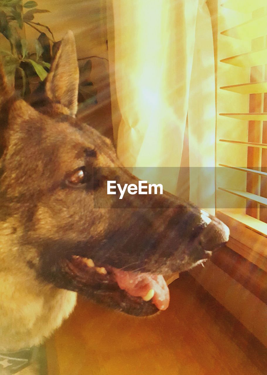 CLOSE-UP OF BROWN DOG IN KITCHEN