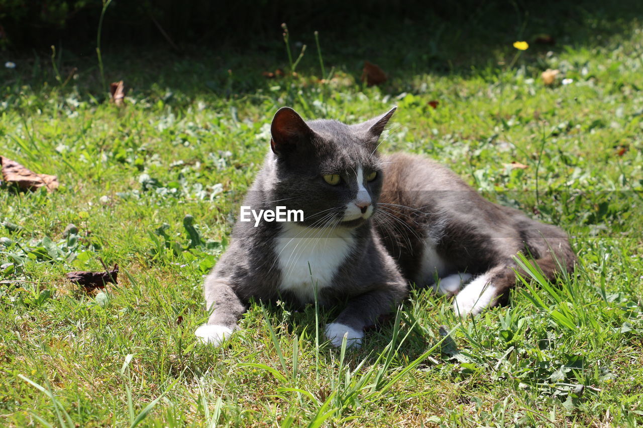 DOG RELAXING ON GRASSY FIELD