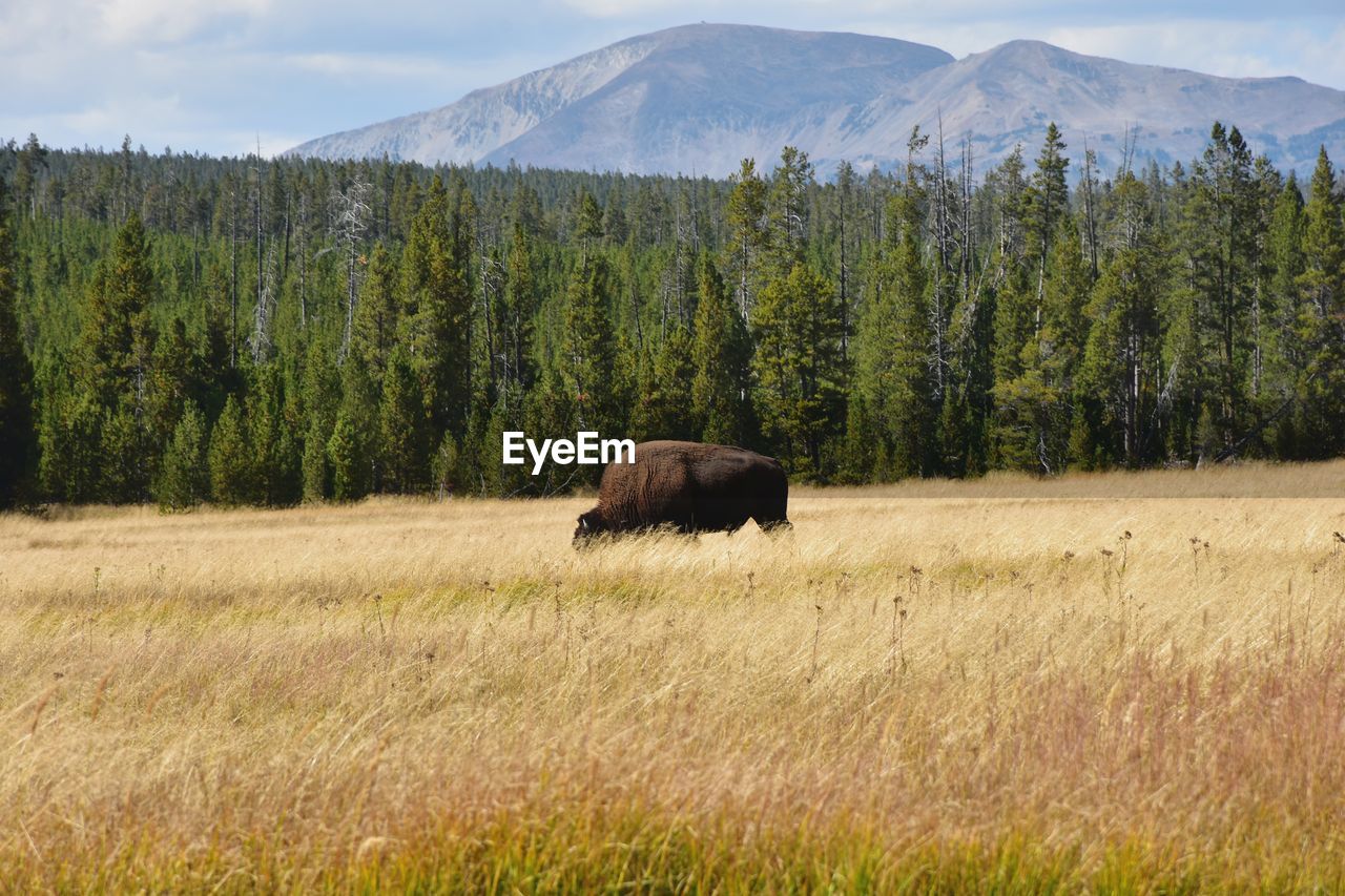 Bison in a field