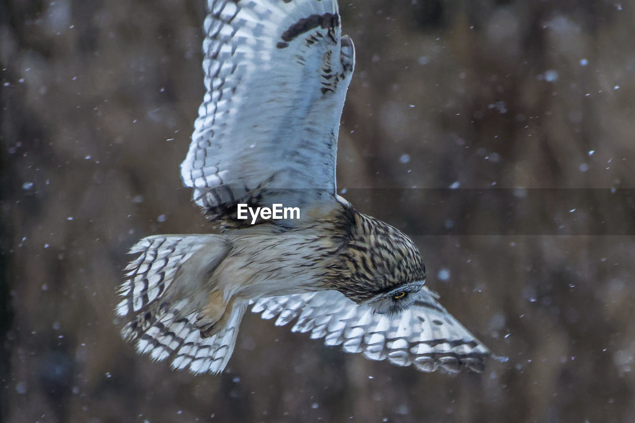 Short eared owl hunting in snow storm
