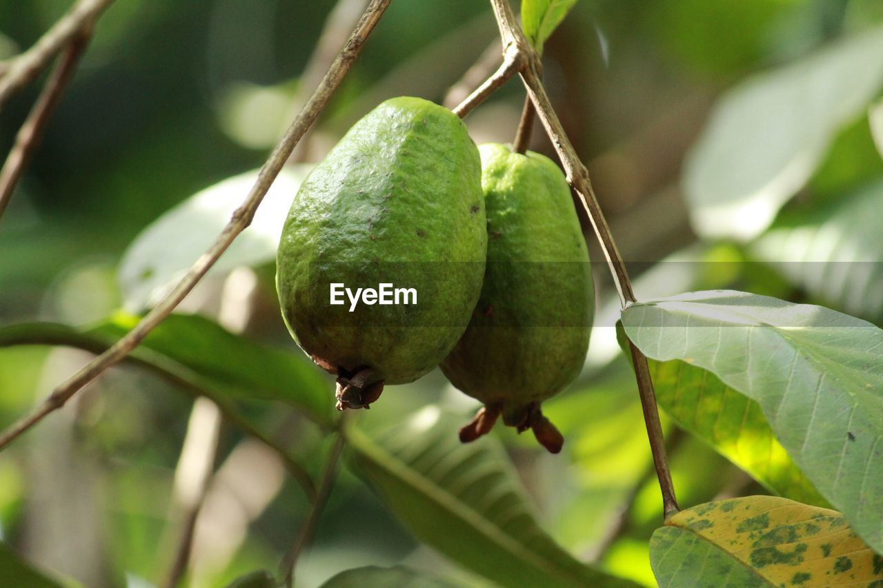 CLOSE-UP OF FRUITS ON TREE