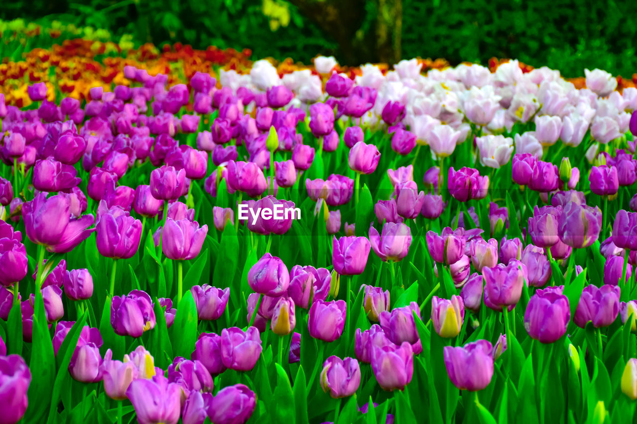 CLOSE-UP OF PINK TULIPS