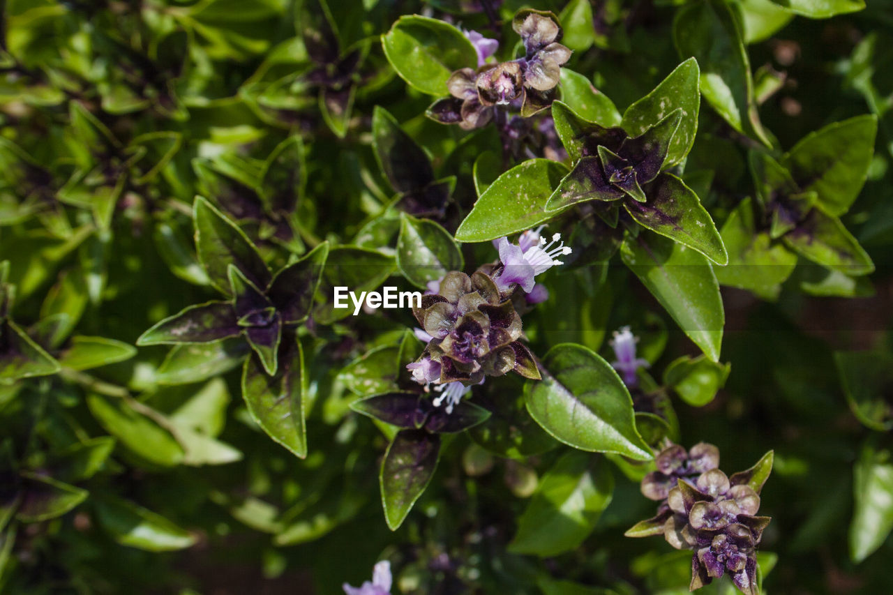 Close-up of purple hydrangea flowers