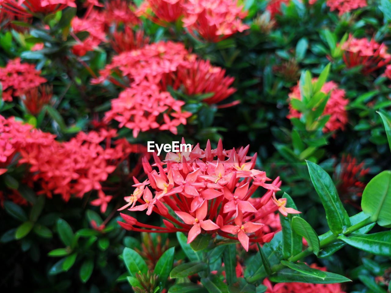 Close-up of pink flowering plants in park