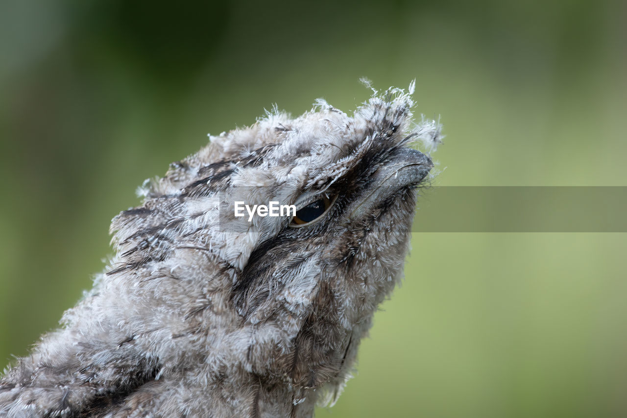 close-up of bird perching on twig