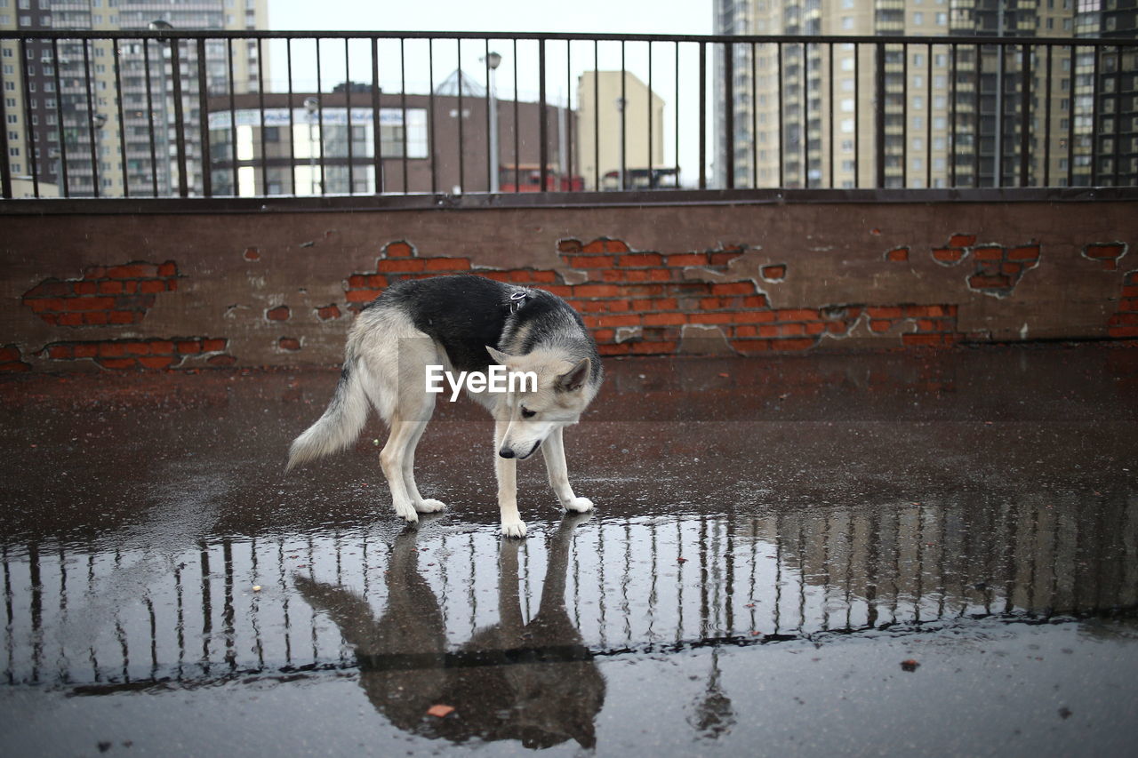 VIEW OF A DOG DRINKING WATER