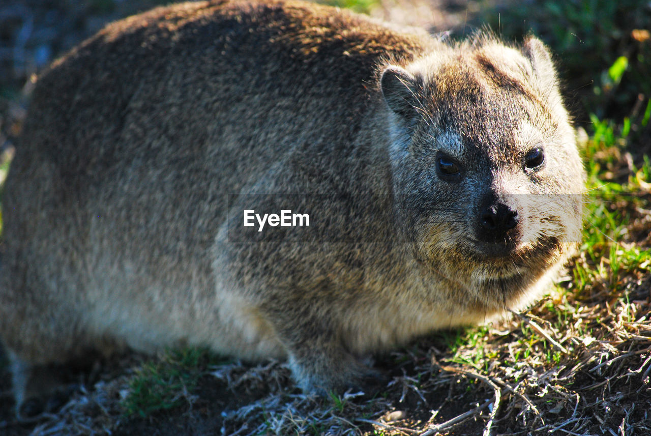 Close-up of dassie looking away on field