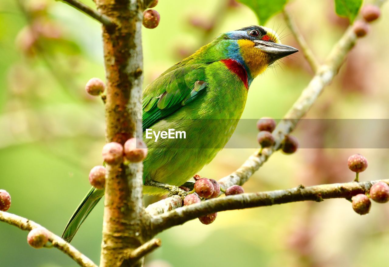 CLOSE-UP OF BIRD PERCHING ON TREE