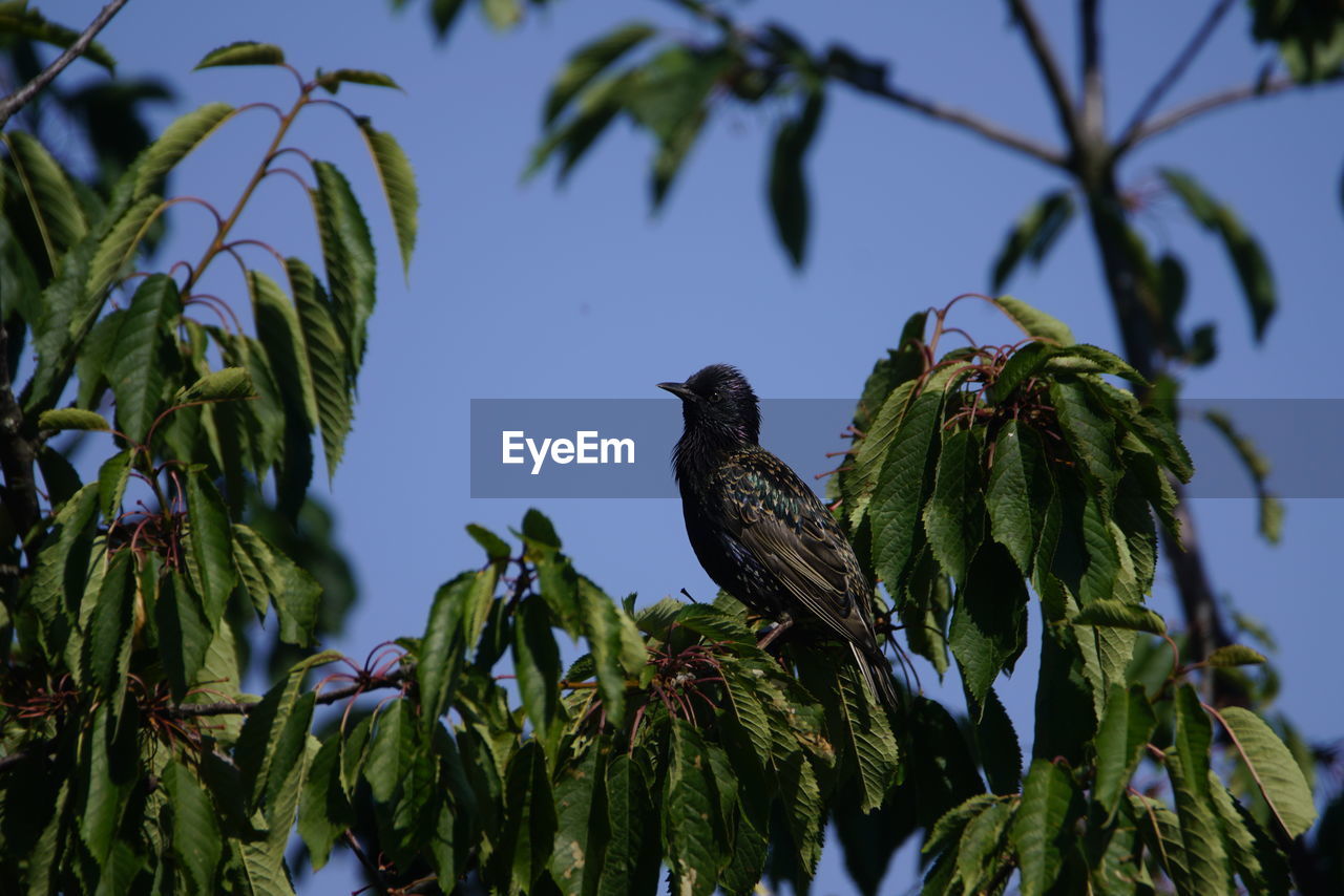 LOW ANGLE VIEW OF BIRDS PERCHING ON BRANCH AGAINST SKY