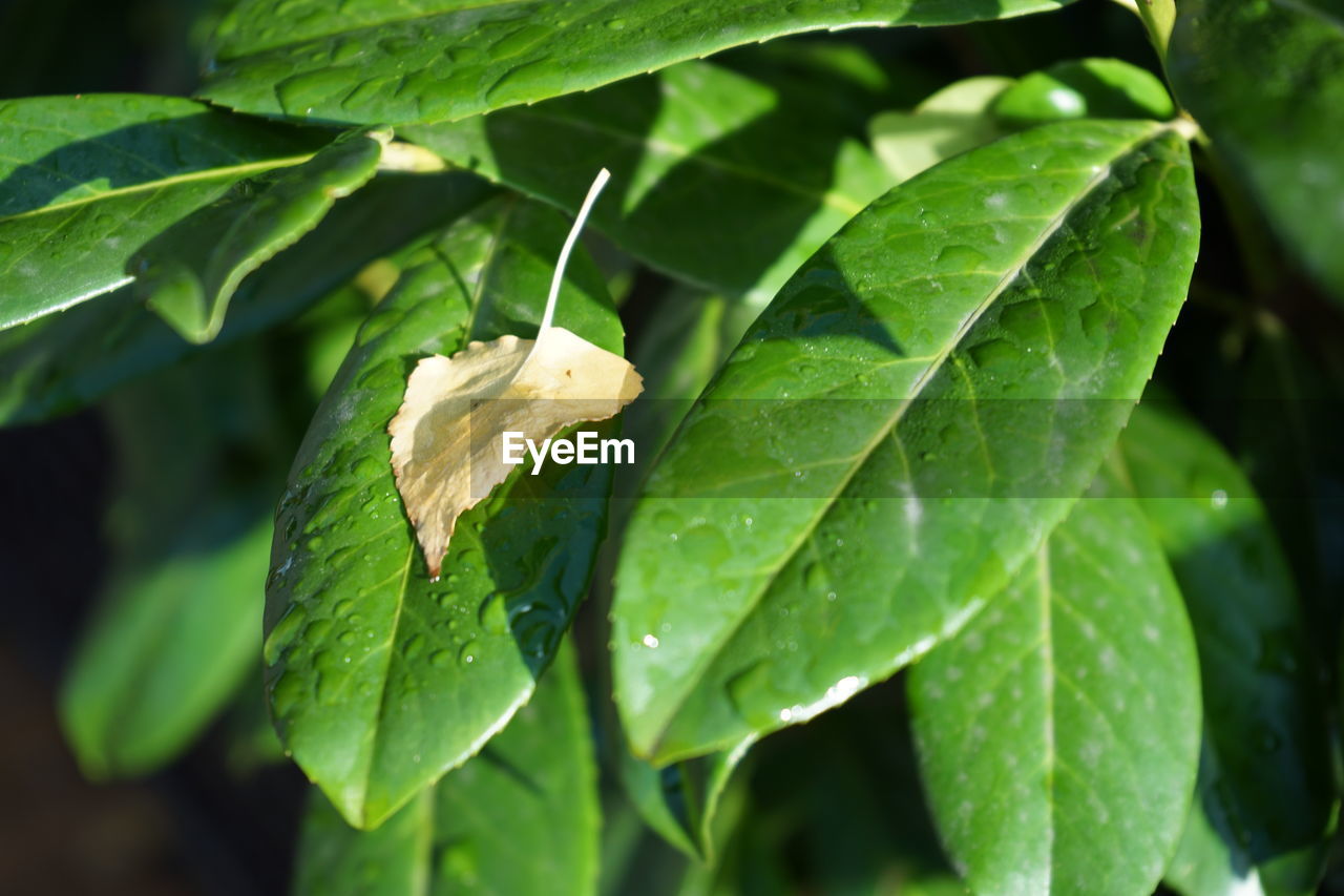 Close-up of wet plant leaves