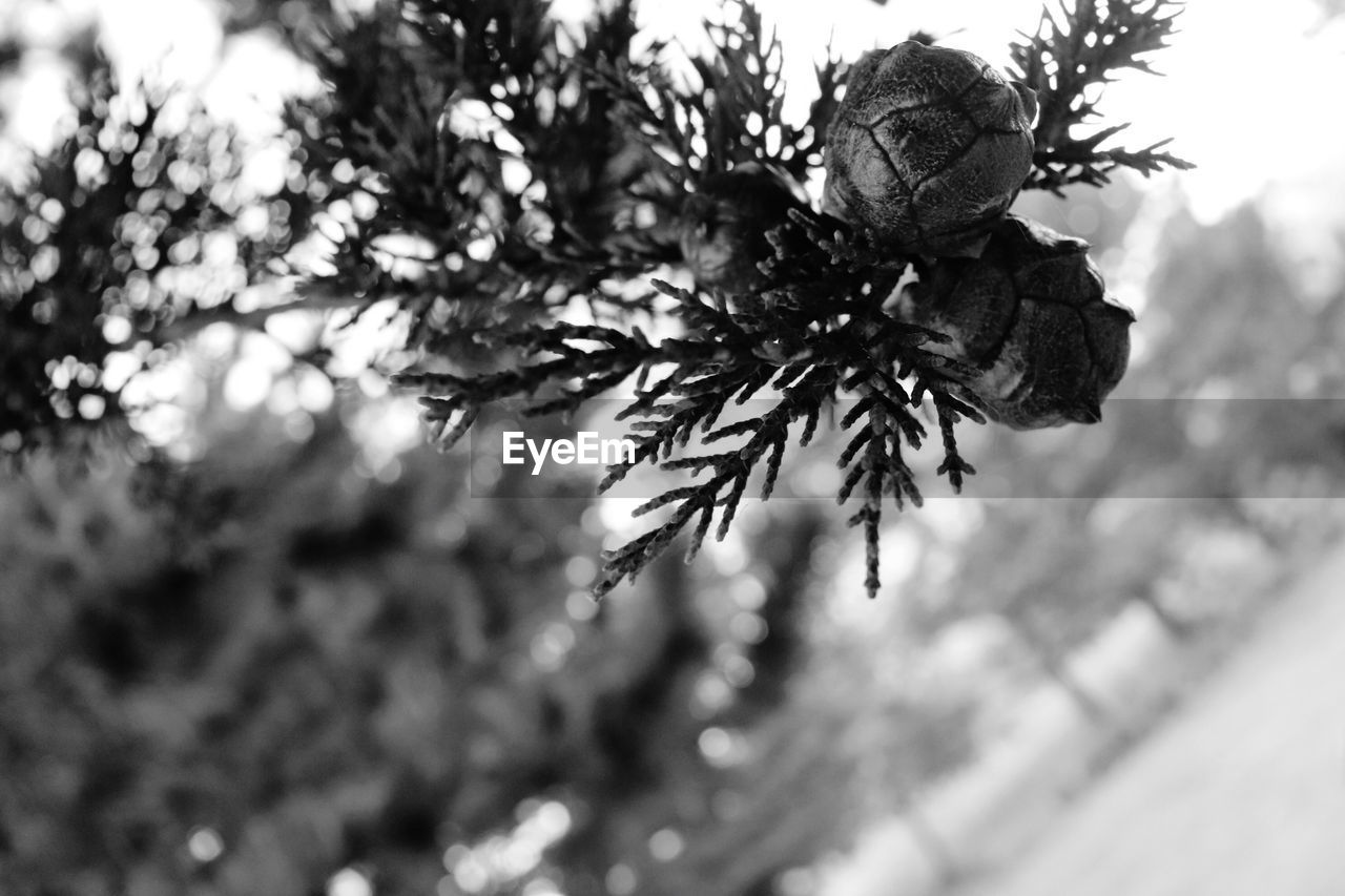 Low angle view of pine tree leaves