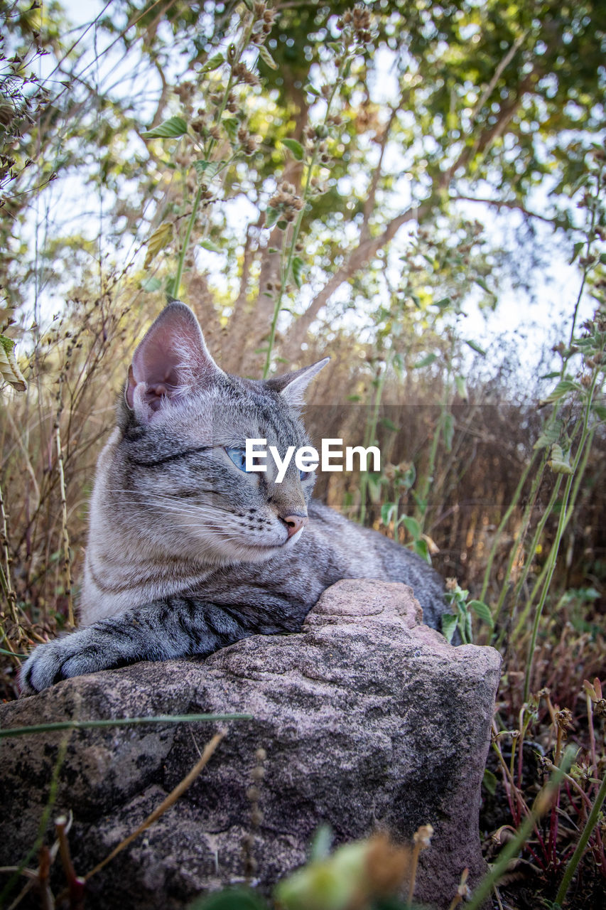 VIEW OF A CAT LOOKING AWAY IN FOREST