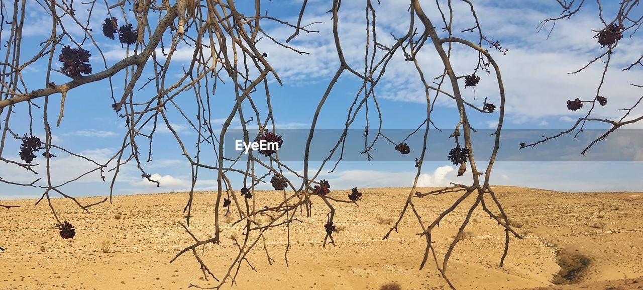 natural environment, sky, land, nature, plant, sand, landscape, scenics - nature, desert, tree, no people, environment, beauty in nature, dry, day, tranquility, cloud, sunlight, soil, outdoors, non-urban scene, branch, climate, arid climate, tranquil scene, savanna, prairie, blue, bare tree, flower, sunny