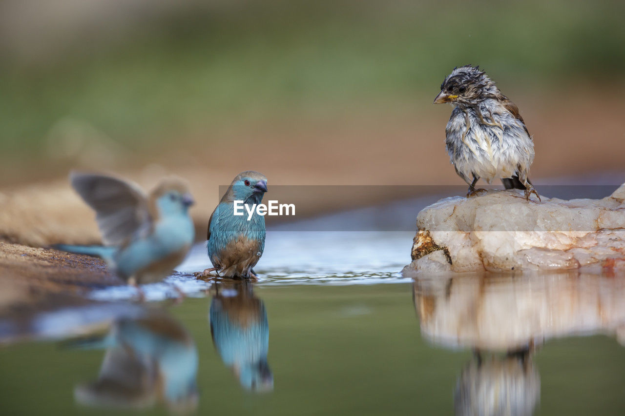 low angle view of bird perching on branch