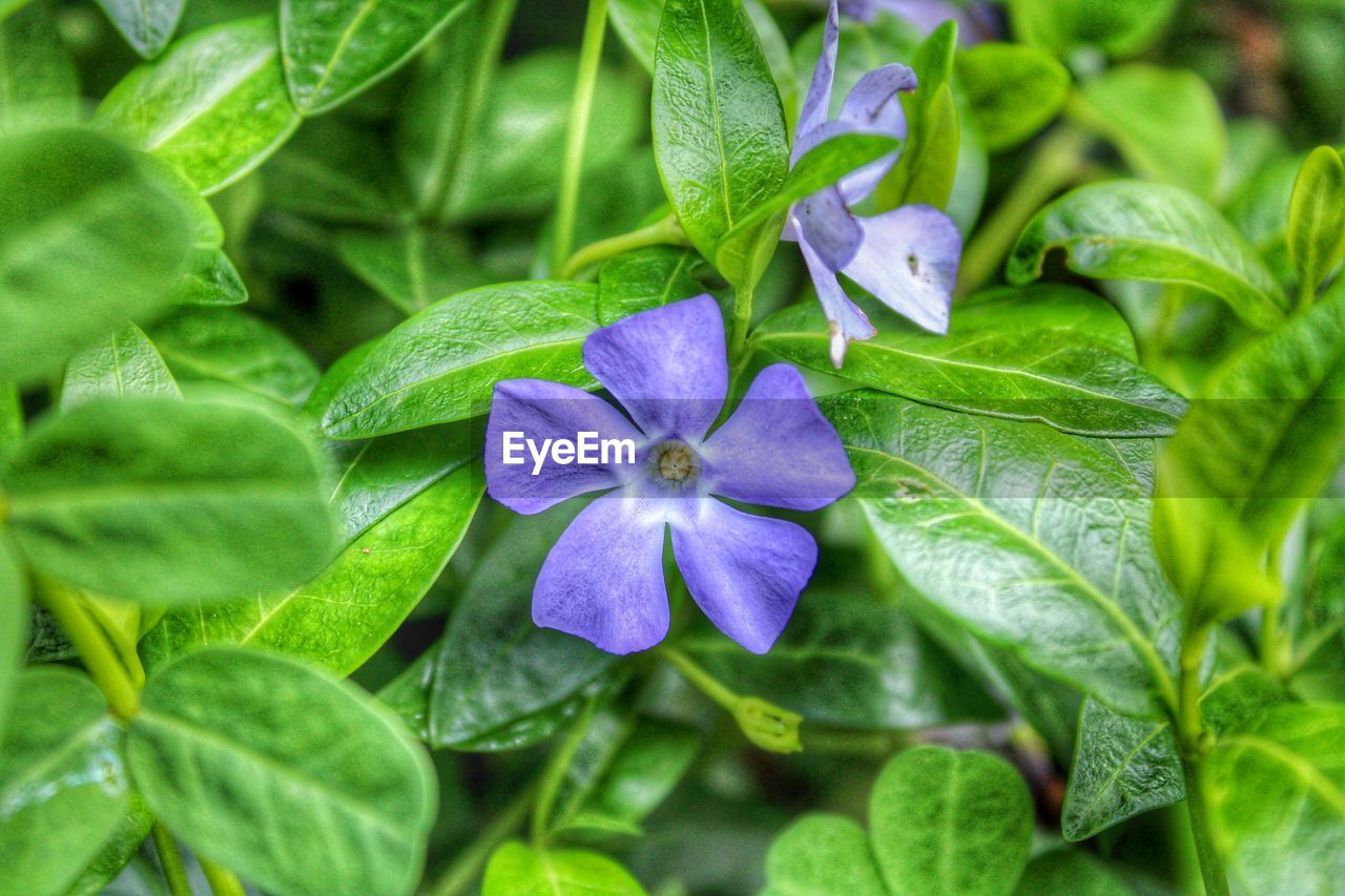 Close-up of purple flowering plant