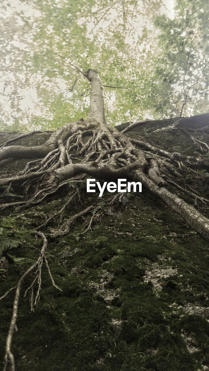 Low angle view of tree roots at forest