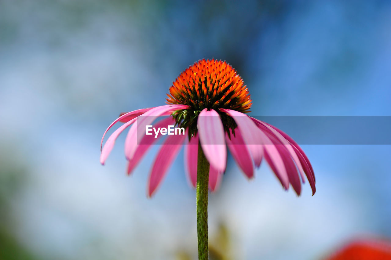 Close-up of coneflower blooming outdoors