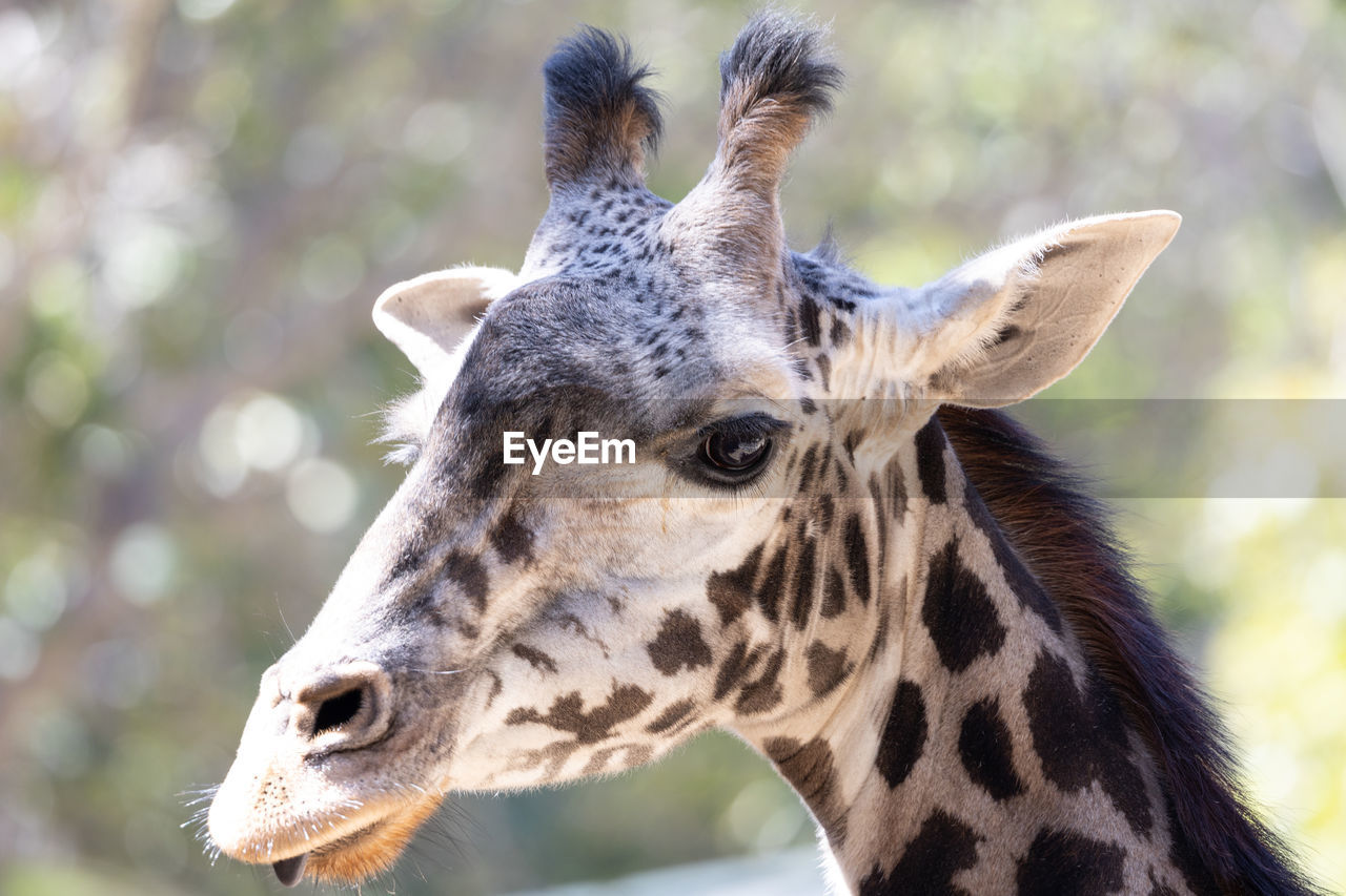 Close-up portrait of a giraffe