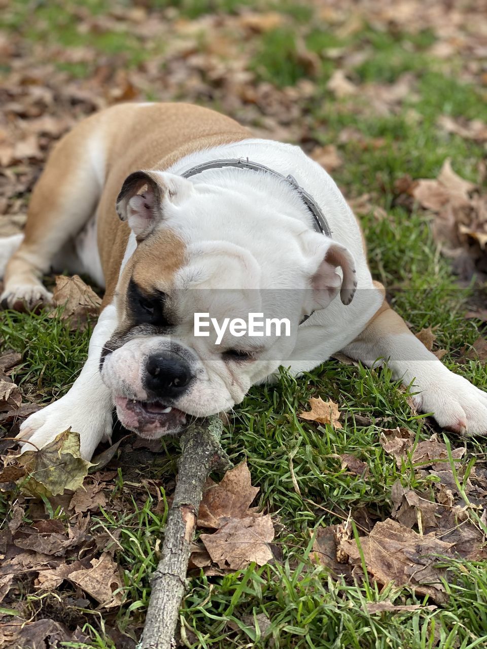 Close-up of a bulldog sleeping on field