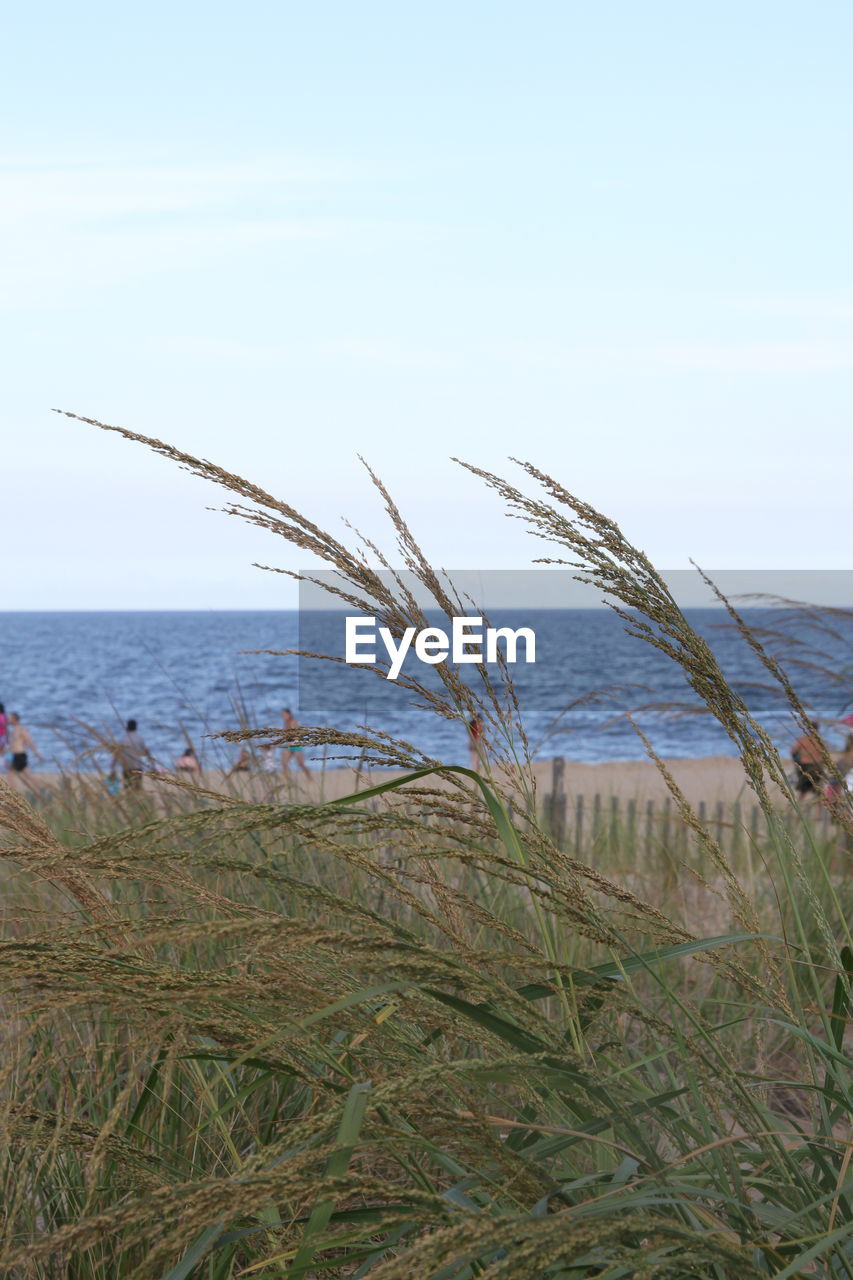 PLANTS GROWING ON BEACH AGAINST CLEAR SKY