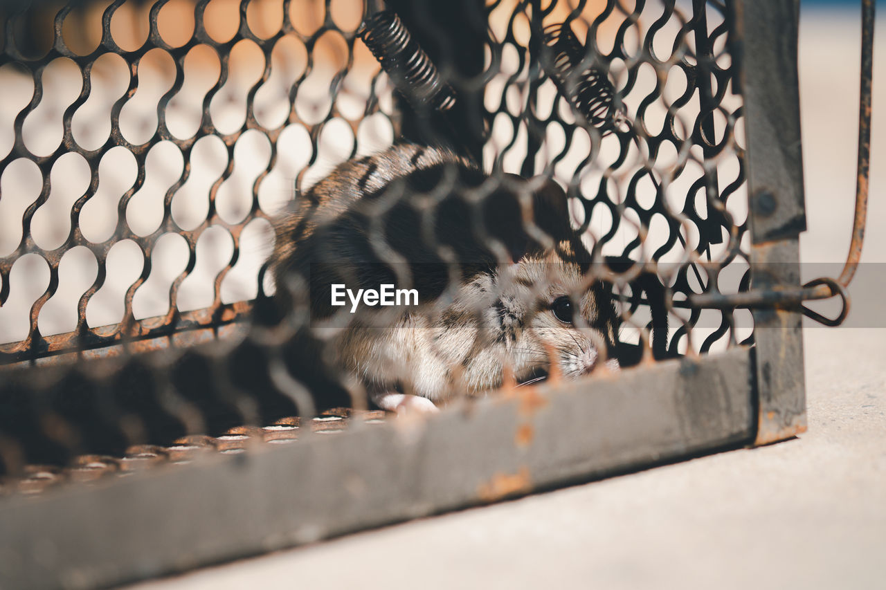 CLOSE-UP OF CAT RELAXING BY METAL