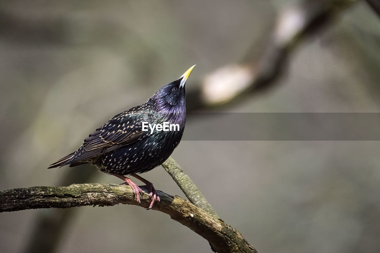 CLOSE-UP OF BIRD PERCHING ON BRANCH OF PLANT