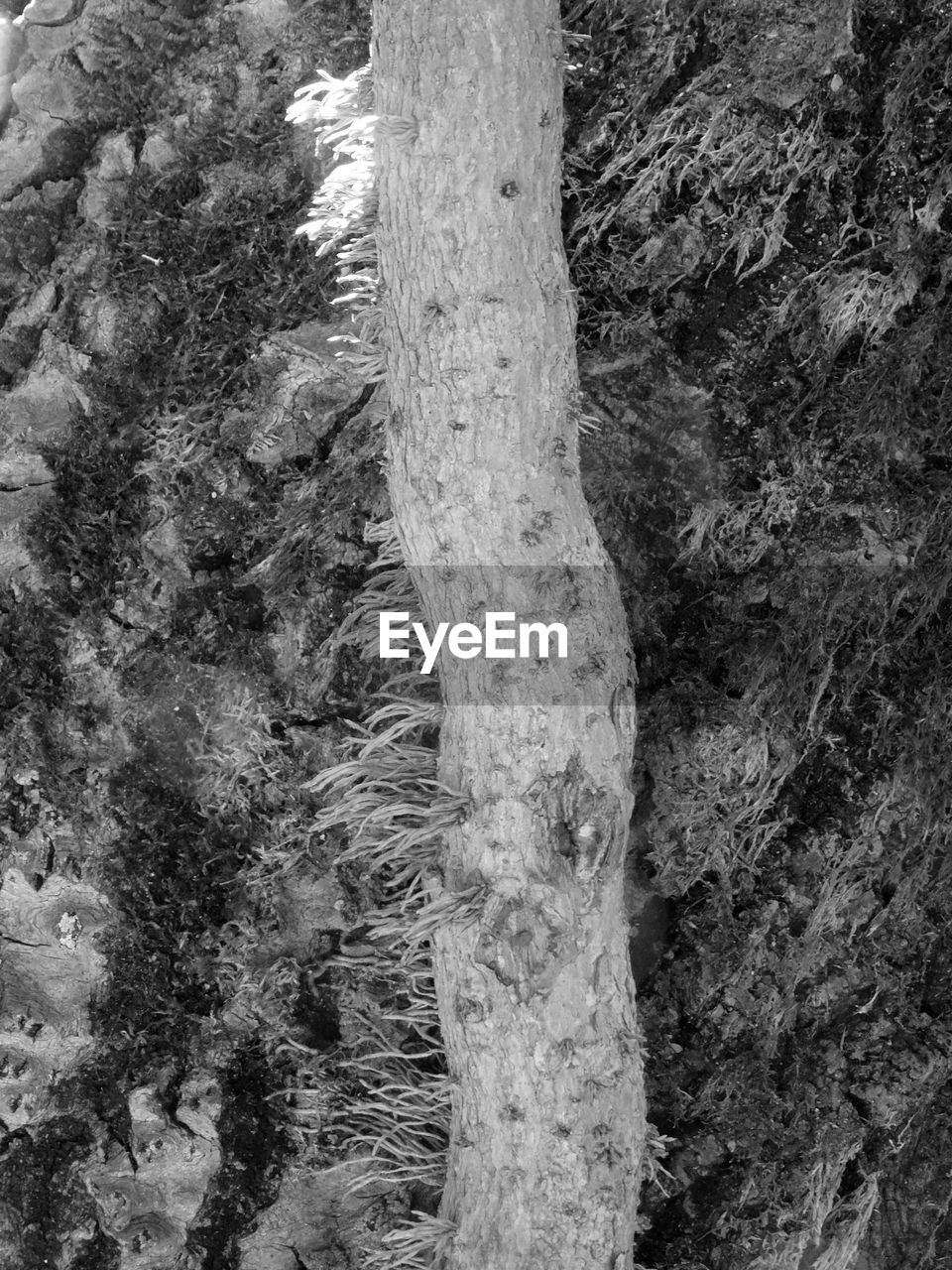 tree, black and white, plant, trunk, tree trunk, day, no people, monochrome photography, nature, land, growth, monochrome, forest, textured, outdoors, rock, full frame, branch, soil, tranquility, beauty in nature, backgrounds, close-up, pattern, high angle view, snow