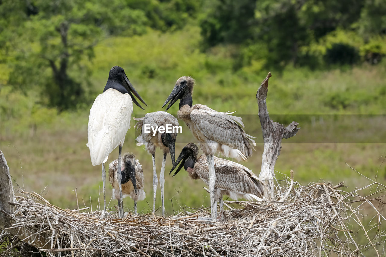 close-up of bird perching on field