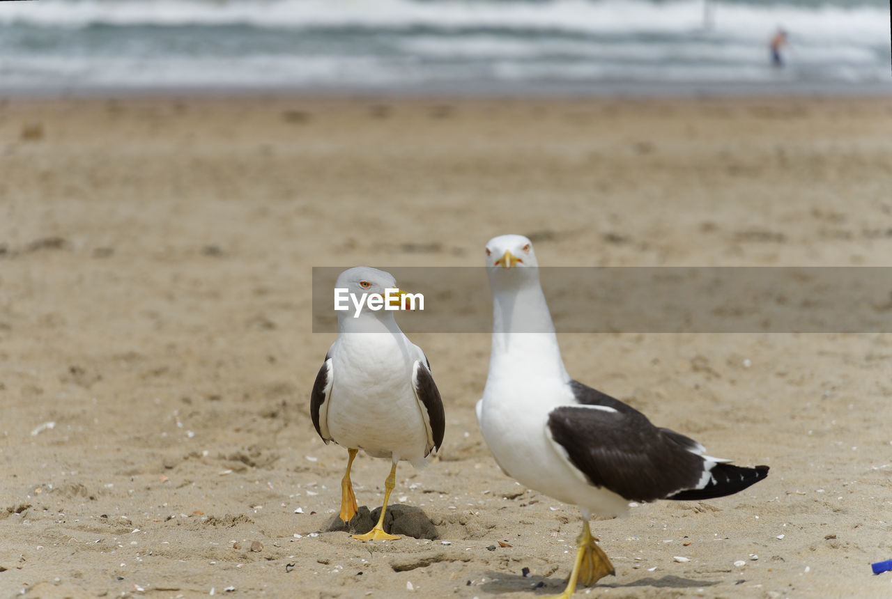 bird, animal, animal themes, animal wildlife, beach, land, wildlife, sand, sea, gull, water, group of animals, seabird, seagull, nature, two animals, focus on foreground, beak, european herring gull, day, full length, no people, outdoors, great black-backed gull, beauty in nature