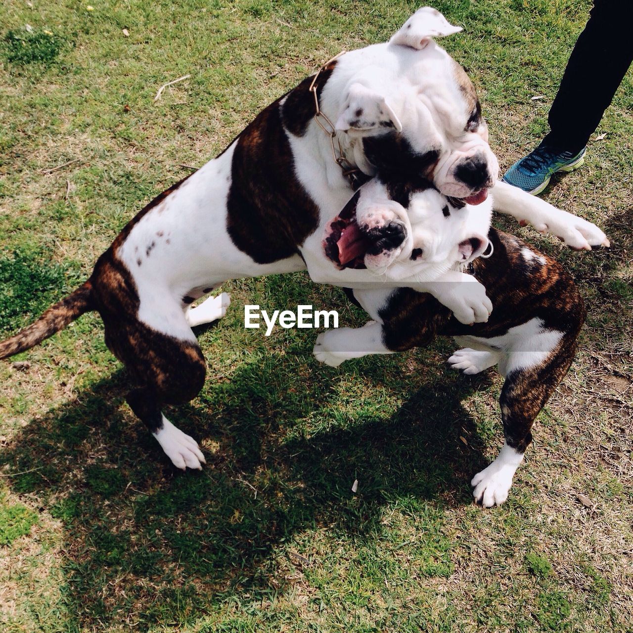 High angle view of dogs playing on field at park