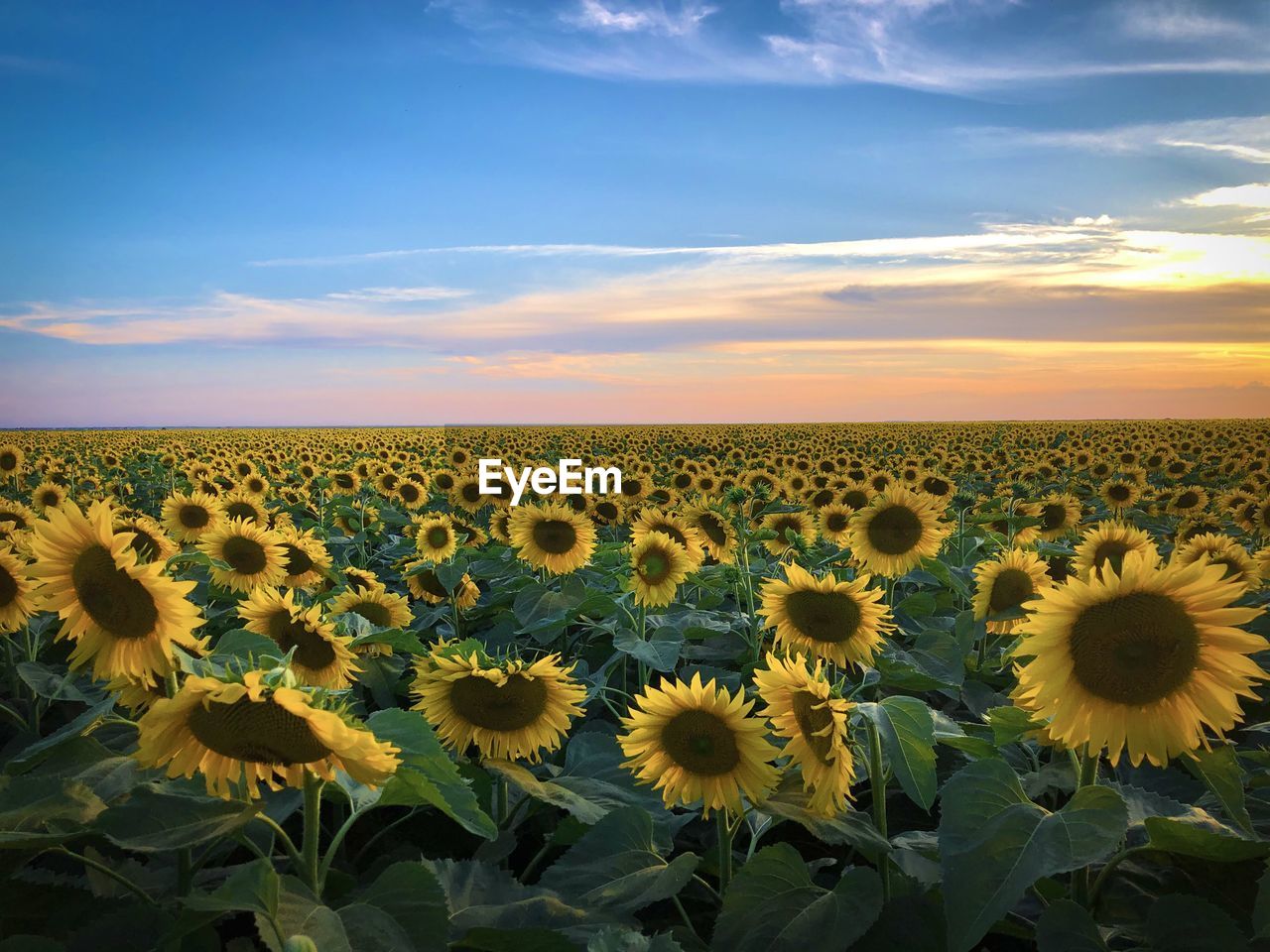 Field of sunflowers at sunset