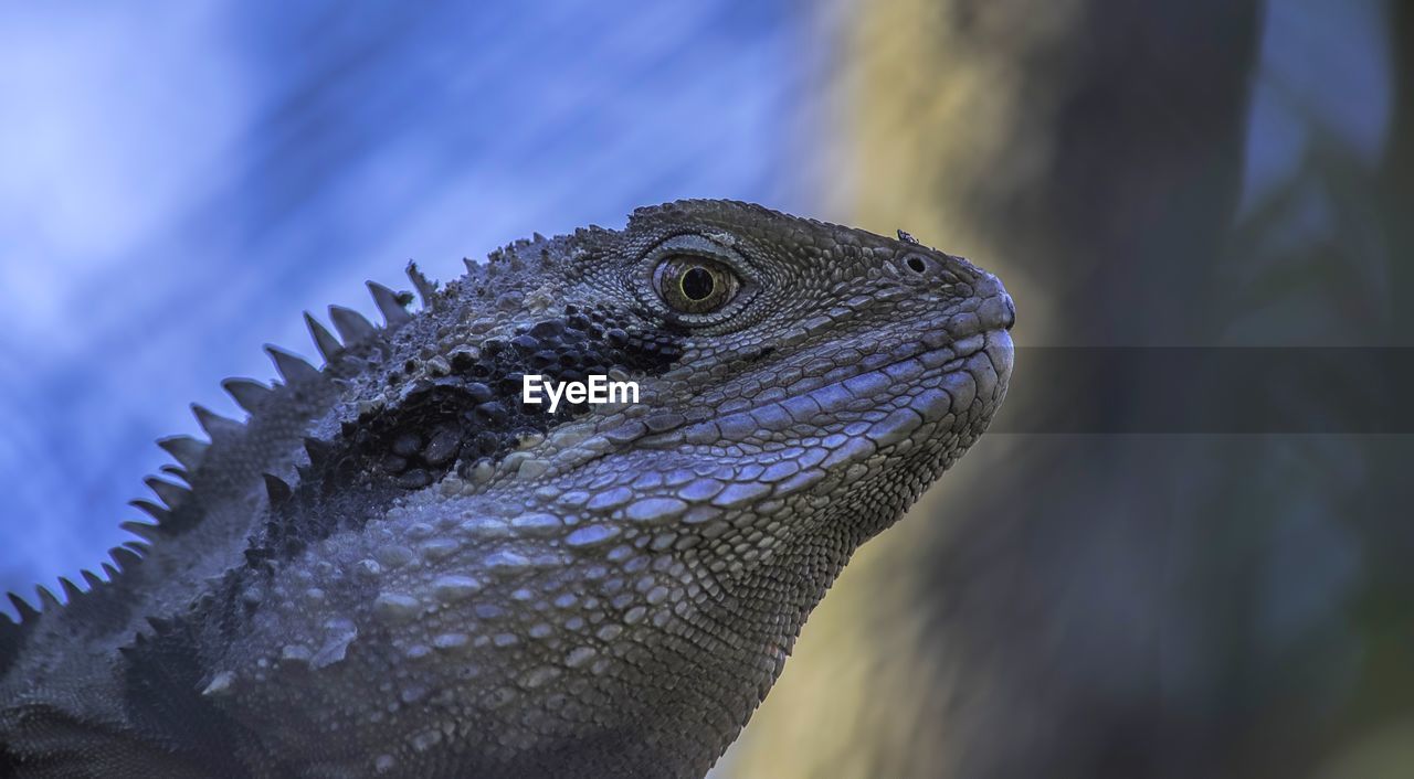 Close-up of eastern water dragon